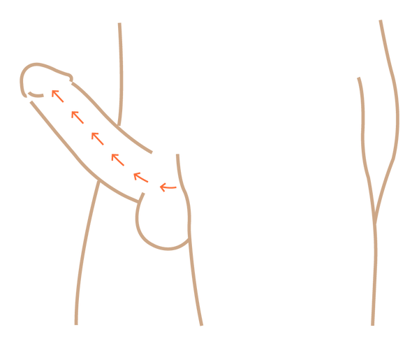 Blood flowing into the penis